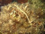Ocellate Pipefish