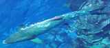 Cobia