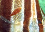 Eastern Cleaner-Clingfish