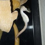 Bigbelly Seahorse