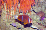 Barrier Reef Anemonefish