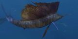 Indo-Pacific Sailfish