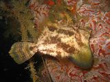Fan-bellied Leatherjacket