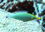 Beaked Leatherjacket