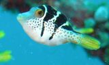 Mimic Leatherjacket