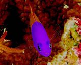 Two-tone Dottyback