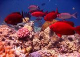 Crescent-tail Bigeye