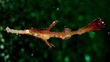 Robust Ghost Pipefish