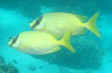 Blue-lined Spinefoot