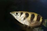 Seven-spot Archerfish