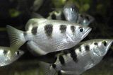 Banded Archerfish