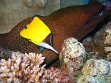 Longnose Butterflyfish