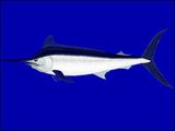 Black Marlin