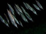 Common Snipefish