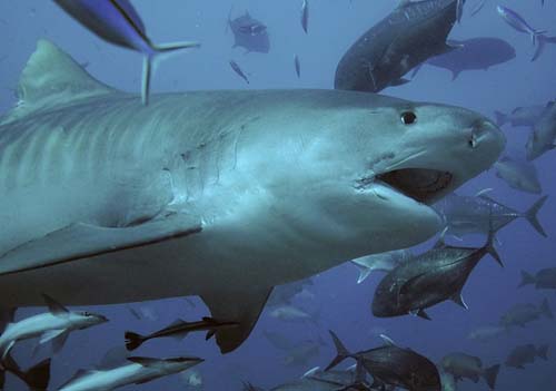 Adult female tiger shark at Shark Reef Marine Preserve Beqa Lagoon Fiji