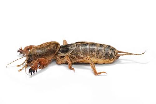 cricket insect images. Mole Cricket | Gryllotalpa