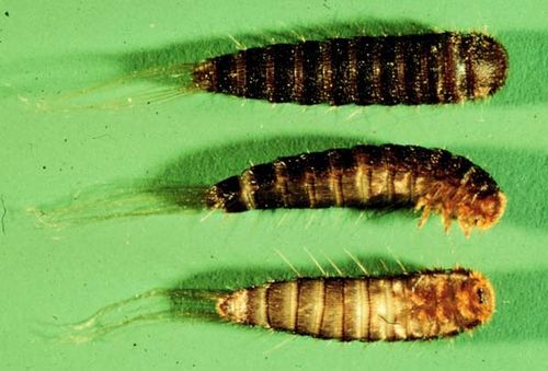 black carpet beetle larvae