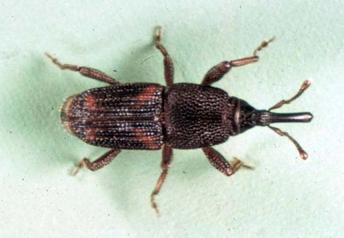 weevil rice sitophilus oryzae insects insect pests morphology grain bag australia ozanimals
