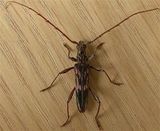 Round-headed Wood Borer