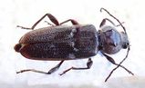 European House Borer