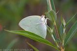 The Lemon Migrant is a medium cream or yellowish butterfly. Sometimes has reddish markings under wings. Caterpillars are green with creamy white lines alone each side.