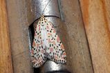 This moth is very similar to <i>Utetheisa pulchelloides </i> (the Heliotrope moth). Both species have brightly coloured have white wings with red, brown and black spots and markings. Some have orange...