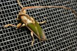 Longicorn Beetle