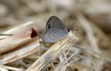 The Varied Dusky-blue butterfly is brownish above and pale greyish color underneath. The females have purplish blue markings on the upper wings. It usually has its wings closed when at rest showing...