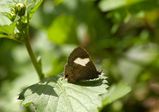 The Hairy Line-blue butterfly has long whitish hairs on the upper side of the wings. Males are a dusky blue color above and brownish underneath. Females have a white patch on the forewings above and...