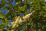 The Scarlet Jezebel is a beautiful butterfly with brilliant markings of red, white, yellow and black. It is usually seen high in the tree canopy where it feeds on flower nectar.