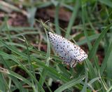 The Heliotrope Moth is brightly coloured have white wings with red, brown and black spots and markings. It is active by day fluttering low over the ground like a small butterfly. The caterpillars are...