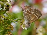 The Cycad Blue is brown washed with blue above, and brown and cream below. The hindwings have brown black spots on edge nearest the tail. Females have bolder markings than males.