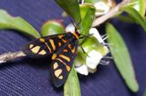 This Tiger Moth has black wings with orange bars and spots. The abdomen is stocky with black and orange bands.