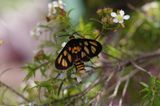 This Orange Spotted Tiger Moth has black wings with five pale orange spots on each wing. The body has black and yellow bands like a wasp.