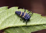 The Common Spotted Ladybird is a medium sized orange ladybird. It has 23 large black spots on the wing covers. The larvae is black when they hatch and go through four stages of development (instars)...