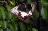 The male Orchard Swallowtail has black forewings with an arc of white spots near the tip. The hindwings have a white panel and single small red spot above. The underside of the male wings are black...