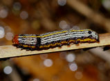 The lily caterpillar is black with yellow and pale grey or whitish stripes running along the length of the body. There are two black spots like eyes near the rear, and a dark band about a quarter way...