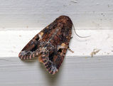 The adult Lawn Armyworm moth is mainly brown with a complex pattern of creamy and grey markings. The trailing edge of the forewings have a fringe of dark and light patches.