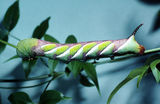 The Privet Hawk Moth is a large grey moth with long narrow wings and a darker grey wavy pattern. The abdomen has a dark line along the back. Males can make a hissing sound by rubbing scales over...