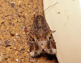 Armyworm