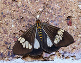 The Magpie Moth has dark wings with a broad band of large white spots across the fore wings, and large white spots on the rear wings. The abdomen is bright orange yellow and black bands, giving the...