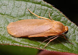 This Lichen Moth is pale brown. It rests with its wings flat on top of each other. At first glance it can have the appearance of a cockroach.