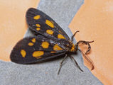 This Tiger Moth is black with orange-yellow spots on each forewing. It has a yellow head and feathery antennae. The caterpillar is black and hairy with yellow spots.