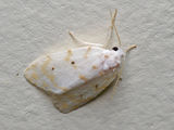 Schistophleps albida is a small white moth with light brown markings. There are two black dots on each fore wing. The legs are white with light brown ends. The Caterpillar is gray with yellow spots,...