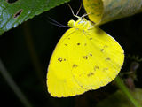The Large Grass-yellow butterfly has black tips on the upper side of the forewings. The underside of the wings are yellow with small dirty looking dark marks.