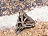Semi-looper moth