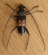 Eucalyptus Long-horned Borer