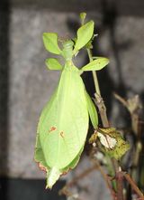 Linnaeus Leaf Insect