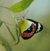 Scarlet Jezebel