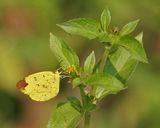 Papuan Grass-yellow
